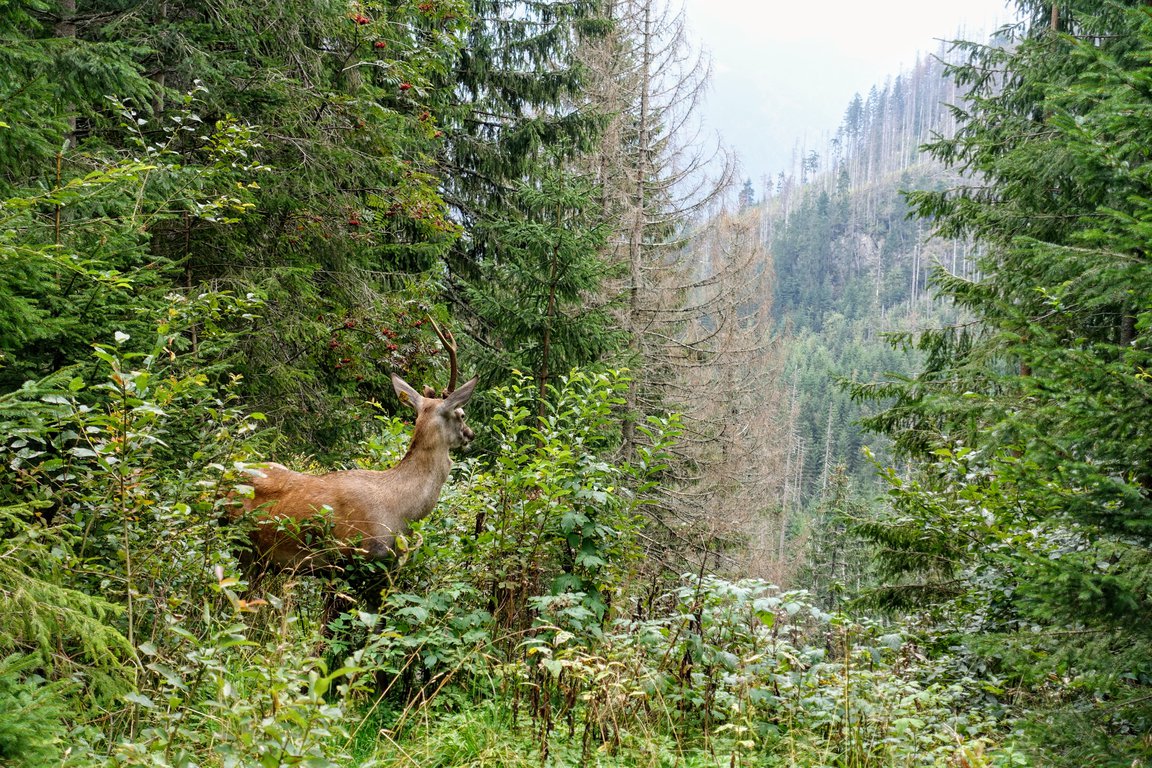 Wild deer in Tatra mountains