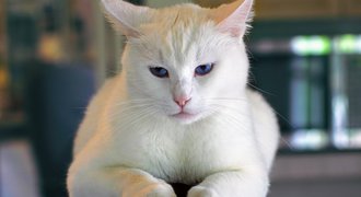 unhappy and impatient white cat