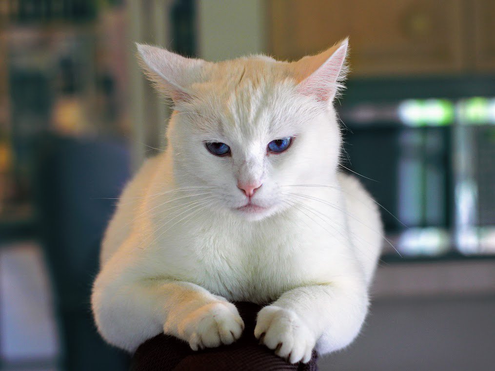 unhappy and impatient white cat