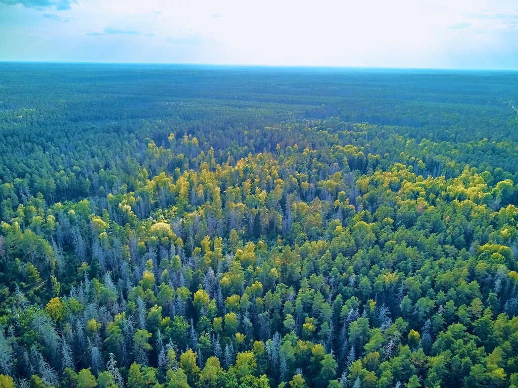 area of Bialowieza Forest