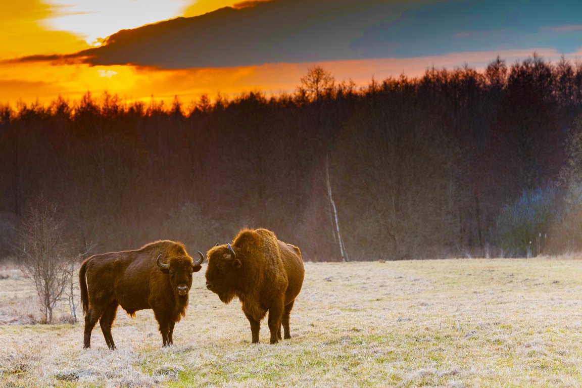 Bialowieza National Park of Poland