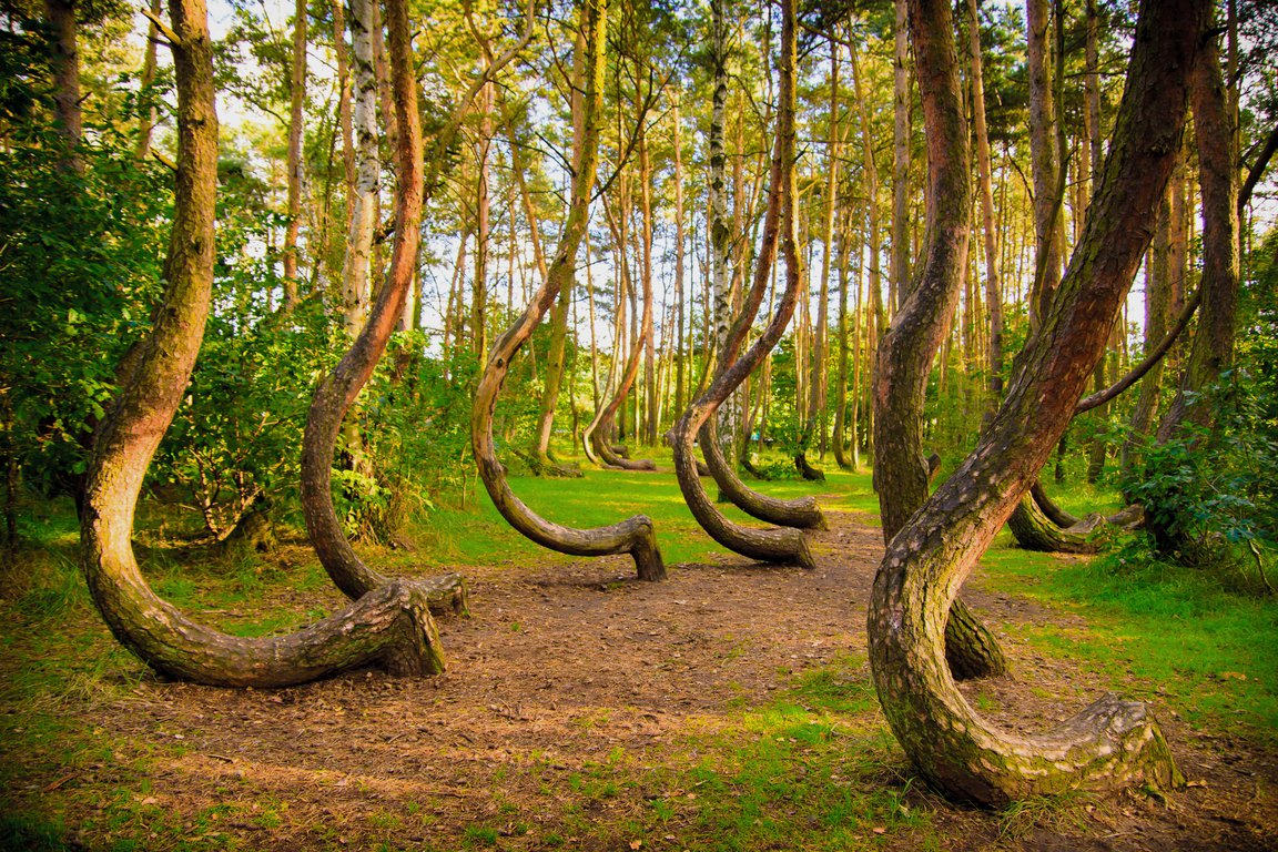 crooked_forest_in_poland.max-1280x768.jpg