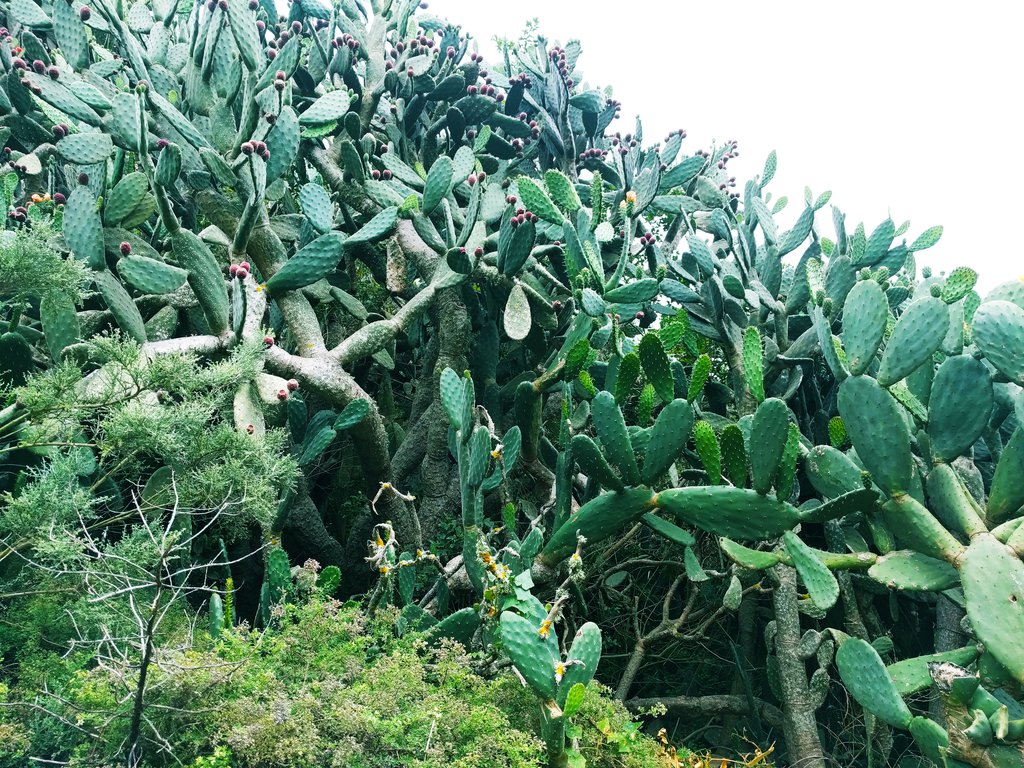 fauna anaga in tenerife