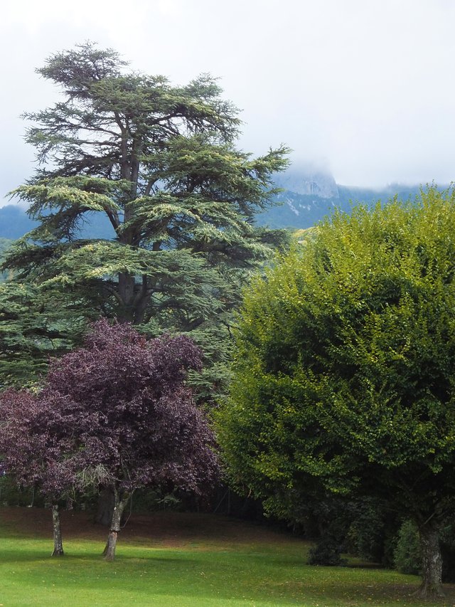 Forest of Roc de Chere.JPG